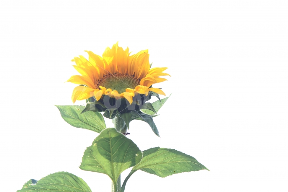 해바라기꽃,가을꽃,꽃,식물,자연,감성사진,식물,자연,plants,nature,꽃,flower