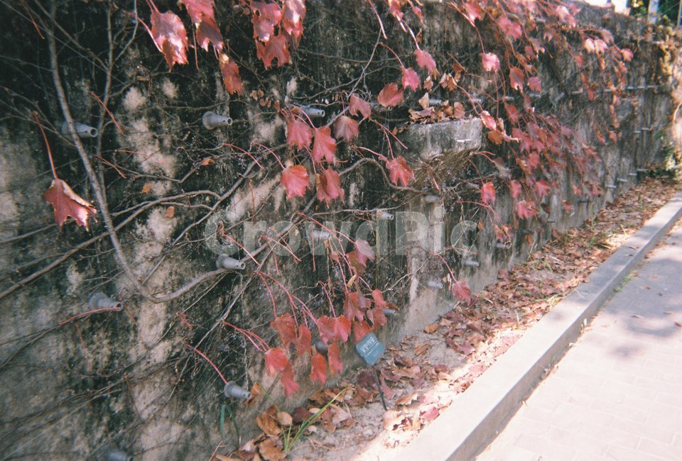 공원,야외,식물,낙엽,벽,필름,가을,계절,fall,autumn,season,plant,tree,나무