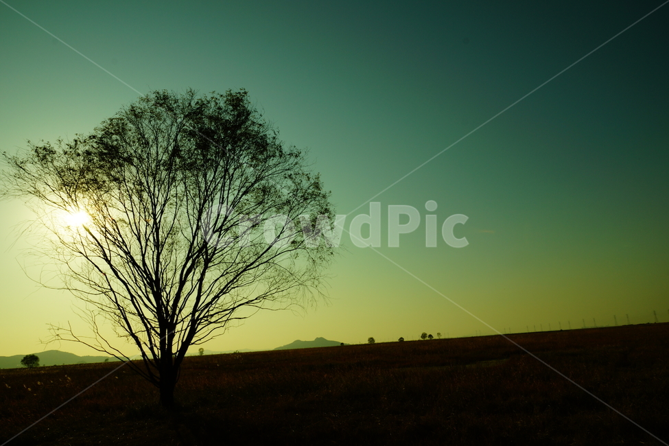 저녁하늘,하늘,태양,나무,언덕,산,나뭇가지,잎,고독,빈티지,자연,풍경,nature,landscape,tree,plant,식물,outdoors,옥외
