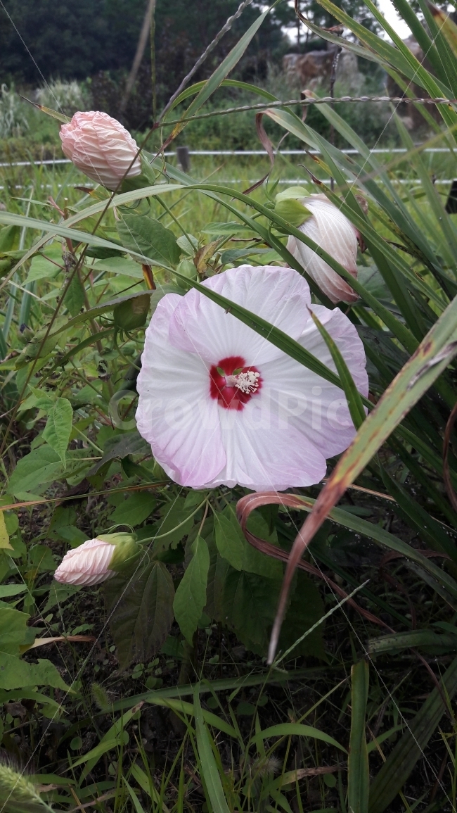 흰색,꽃,초록색,빨강,자연,식물,자연,plants,nature,꽃,flower