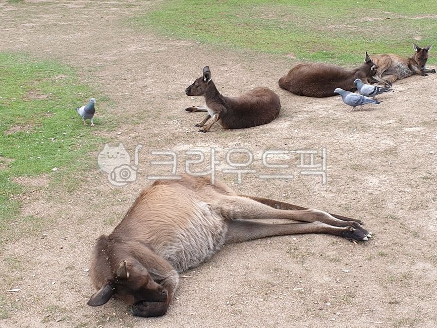 kangaroo,캥거루,animal,동물,mammal,포유류,비둘기,동물원