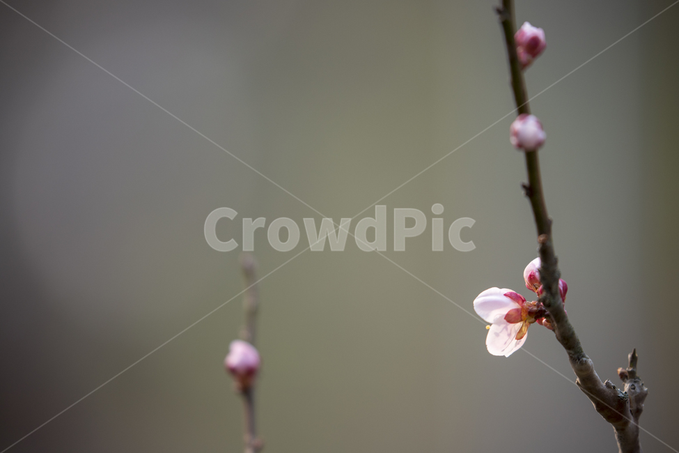 꽃,봄꽃,벚꽃,매화,봉우리,봉오리,분홍,분홍꽃,spring,flower,개화,봄,계절,spring,season,식물,자연,plants,nature,꽃,flower,plant,blossom