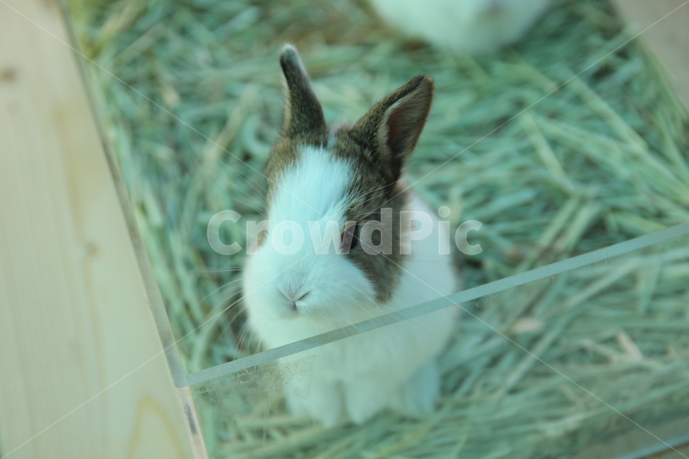 동물,반려동물,토끼,동물원,아기토끼,아기동물,솜,힐링,동물,animal,포유류,mammal