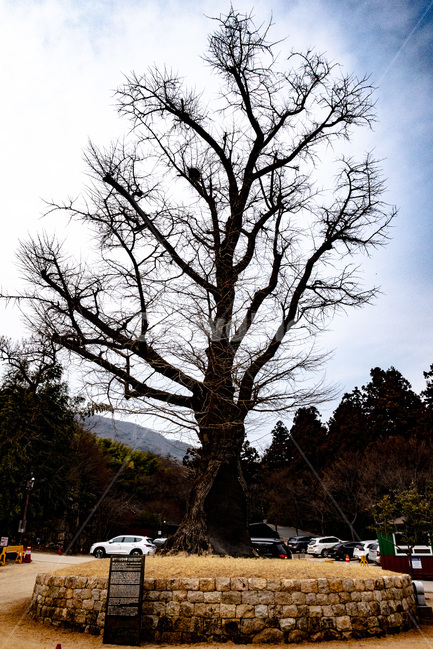 은행나무,범어사,나무,하늘,풍경,식물,자연,plants,nature,나무,trees,wood