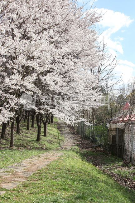 cherry,Cherry Blossom,cherry blossom rain,cherry blossom tree,spring flowers,spring,trail,cherry blossom petals,Cherry Blossom Tunnel,Cherry Blossom Ending,cherry blossom road,road,walking path