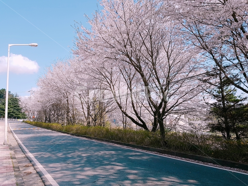 벚꽃,cherryblossom,plant,식물,도로,road,아스팔트,asphalt,봄,계절,spring,season,식물,자연,plants,nature,꽃,flower