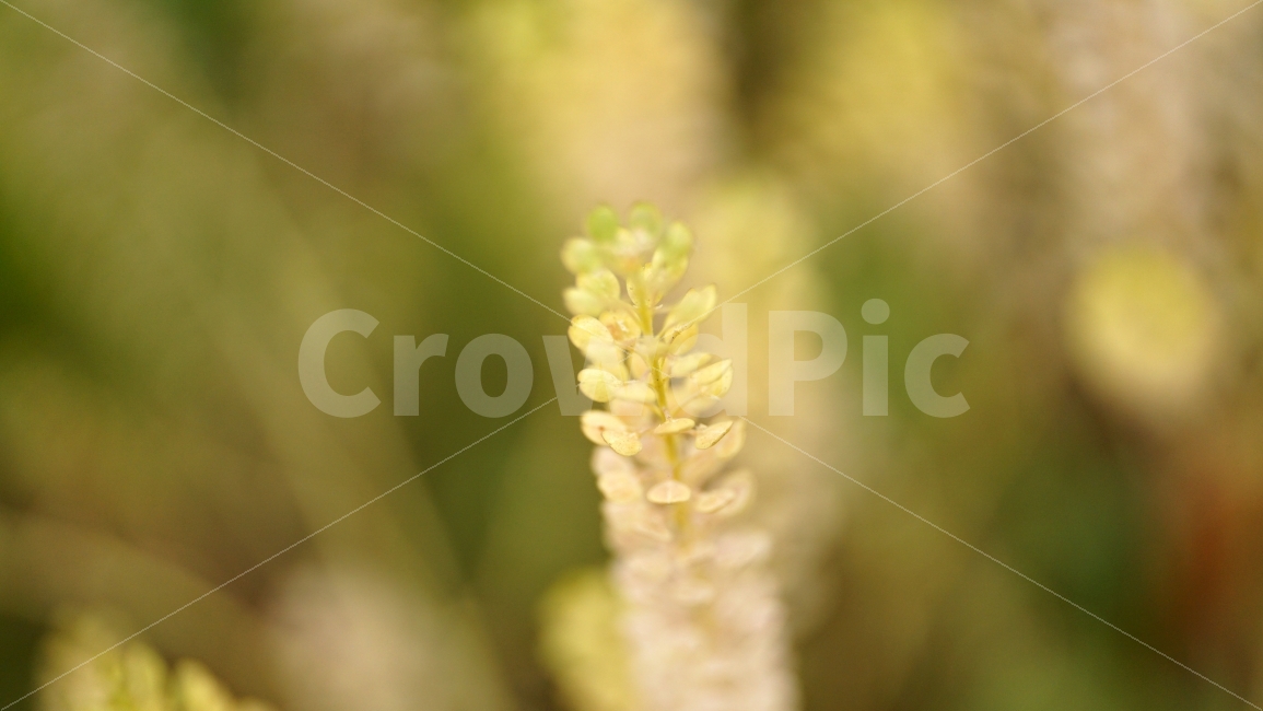 말냉이씨방,식물,줄기,자연,이파리,꽃,flower,nature,여름,감성,감성사진,스냅,스냅사진,snap,snapshot,풍경,landscape,꽃사진,접사,macro,봄,spring,계절,season,한국자연,korea,식물,자연,plants,nature,감성,sensible,feeling,꽃,flower