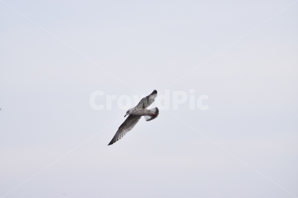 하늘,새,갈매기,날다,혼자,동물,animal,조류,새,birds