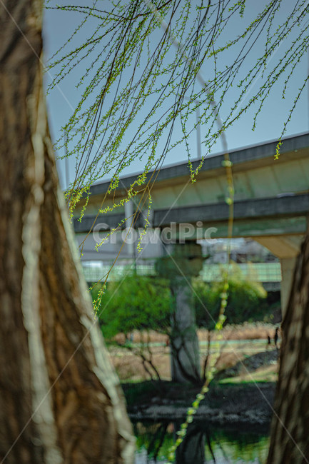나무,나뭇잎,식물,tree,plant