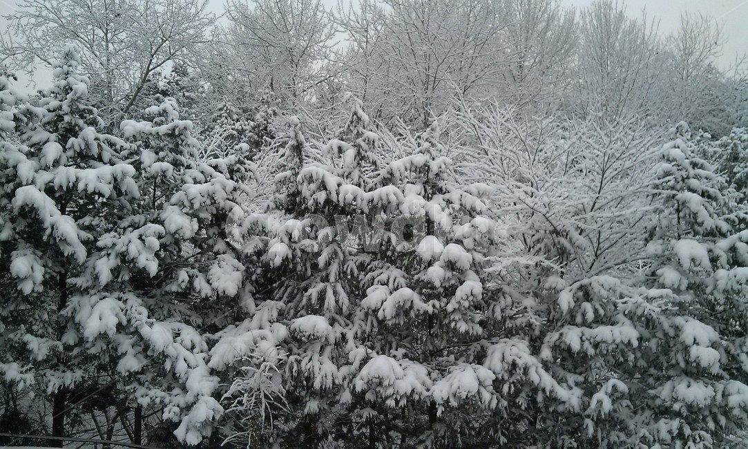 자연,초목,겨울,설경,식물,숲,옥외,빙,계절,나무,nature,vegetation,winter,snowscene,plant,forest,outdoors,ice,season,tree,wood,눈,snow,작은숲,grove,풍경,landscape