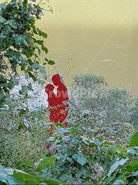 vegetation,초목,plant,식물,bush