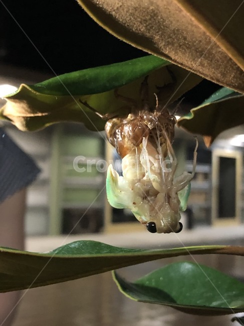 매미,곤충,탈피,생물,여름,탄생,태어남,기다림,곤충,벌레,insect,bug