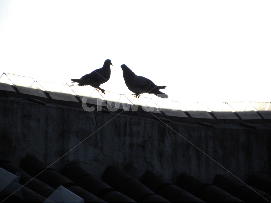 비둘기,새,처마,정자,누각,팔각정,dove,bird,eaves,pavilion,palace,동물,animal,조류,새,birds