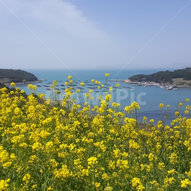 바다,유챠꽃,하늘,봄,풍경,자연,풍경,nature,landscape,봄,계절,spring,season,promontory,곶