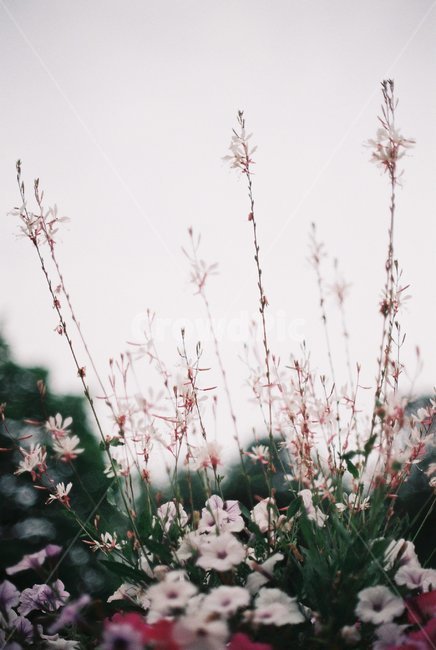 꽃,감성,감성사진,필름,필름사진,flower,leaf,film
