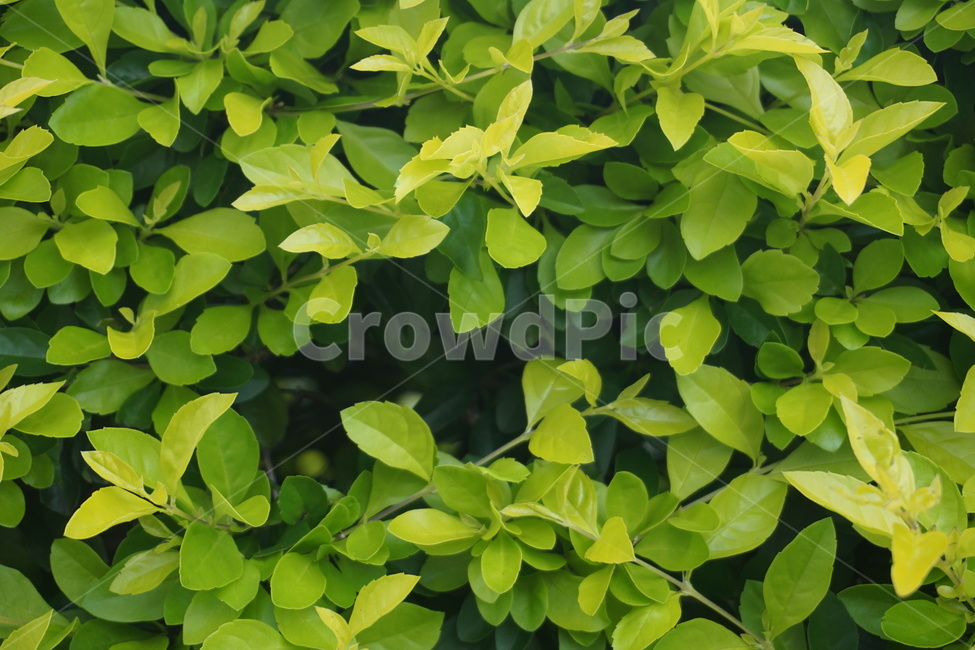 나무,잎,노란,초록,푸르른,tree,leaf,yellow,green,fresh,식물,자연,plants,nature