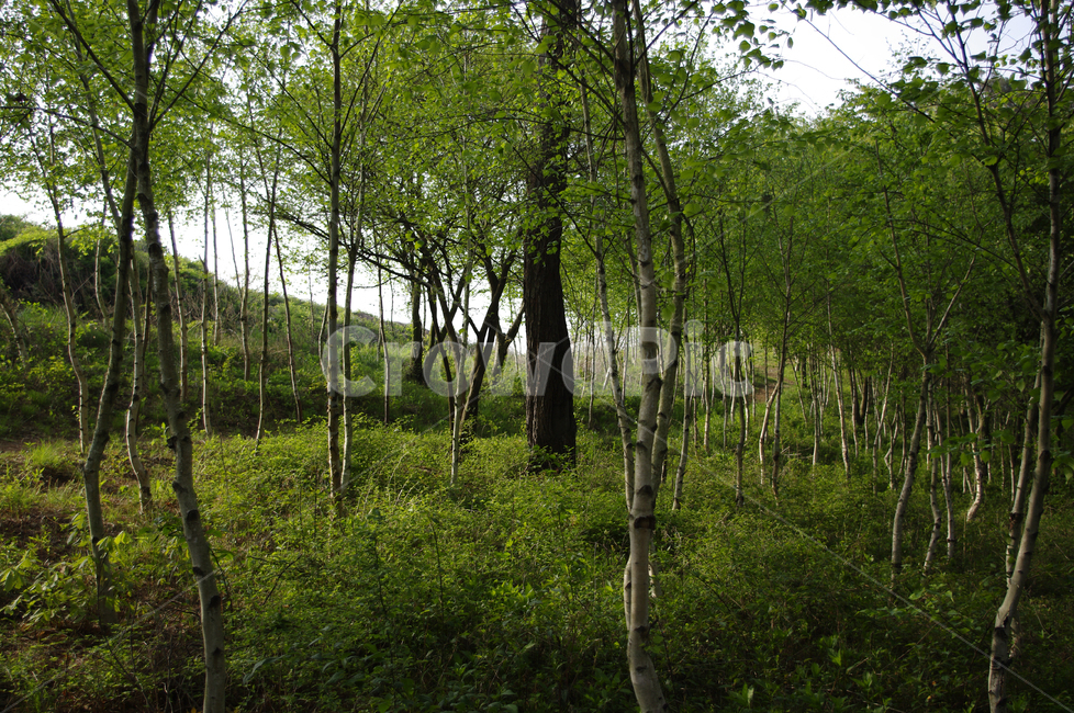 나무,숲,식물,plant,풍경,자연,풍경,nature,landscape,tree,tree trunk,나무 줄기