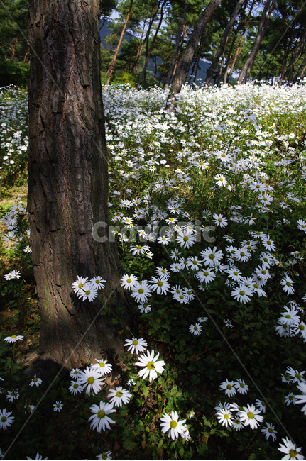 나무,숲,구절초,꽃,풍경,식물,flower