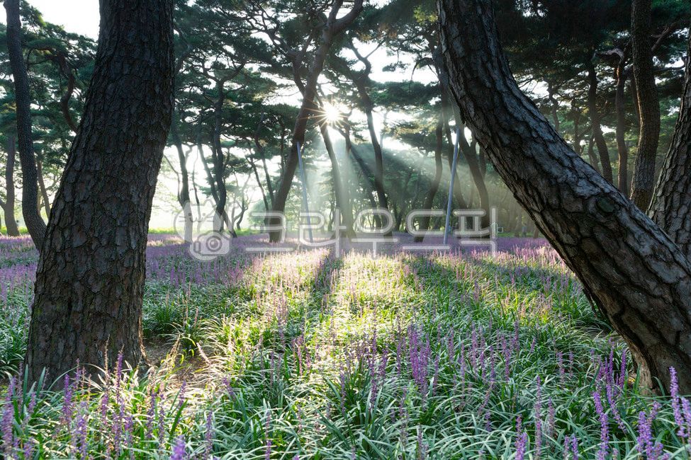 pine tree,Gyeongju city,Maekmundong,Macmundong flower,Hwangseong Park,pine forest