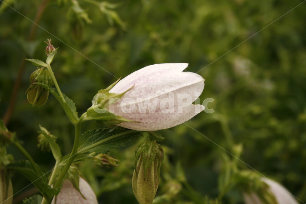 초롱꽃,식물,flower,plants,nature,꽃,꽃봉오리,꽃밭,식물,자연,plants,nature,꽃,flower