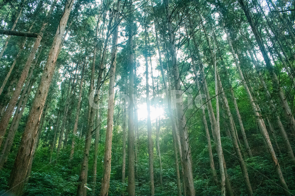 자연,힐링,나무,숲,햇빛,자연,풍경,nature,landscape,식물,plants,나무,trees,wood,휴식,힐링,rest,relaxation,healing,vegetation,초목,plant,sunlight,outdoors,옥외,woodland,삼림지,forest,tree,land,땅,light,빛,flare,플레어