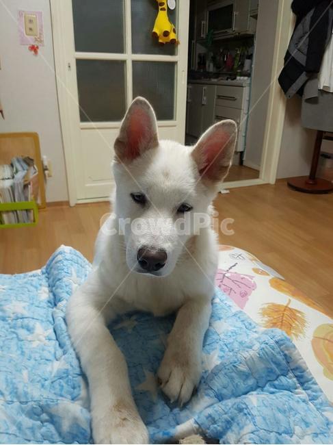 사랑스런개,애완동물,dog,애완견,동물,흰개,귀여운강아지