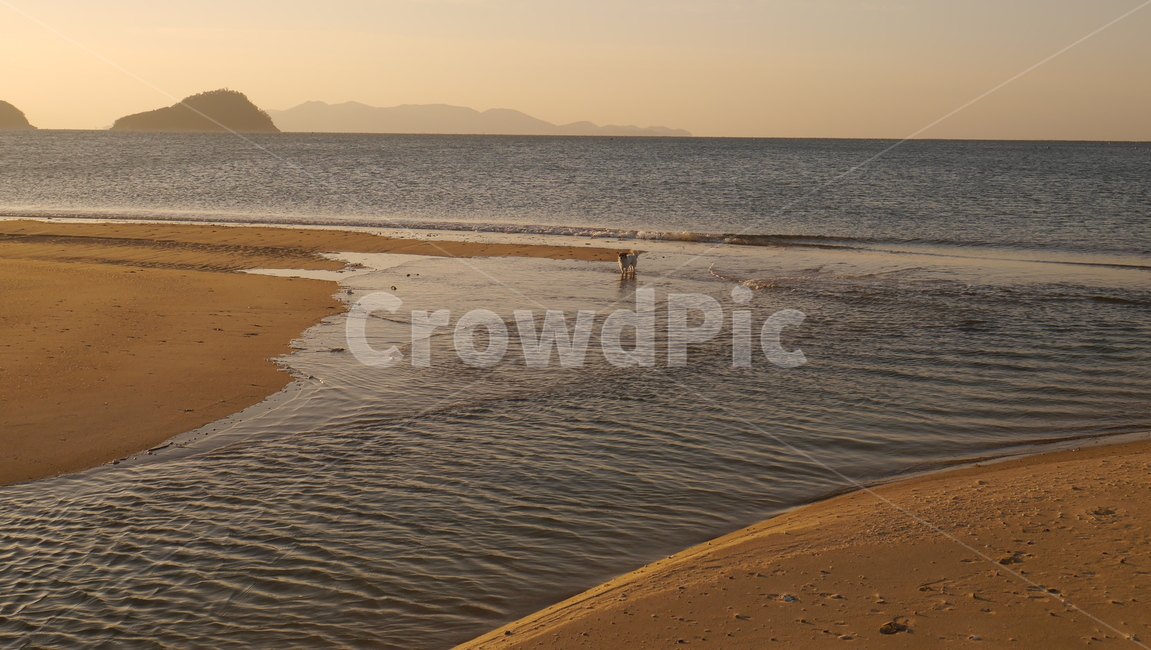 강아지,바닷가,물결,해변,바다,풍경,자연,물놀이,해변,바다,beach,sea