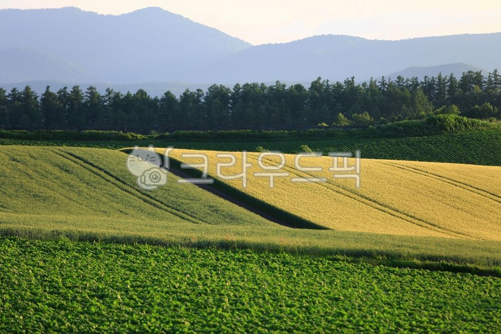 nature, 자연, field, 들판, farm, 사진,이미지,일러스트,캘리그라피 - SAFETY MAN작가