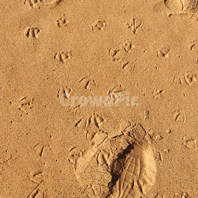 바다,모래,파도,힐링,자연,sand,nature,sea,새,발자국,해변,바다,beach,sea