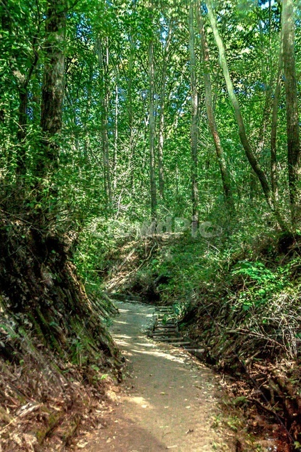 초목,식물,나무,통로,자연,옥외,자연,풍경,nature,landscape,vegetation,plant,path,rainforest,열대 우림,land,땅,tree,outdoors,jungle,밀림