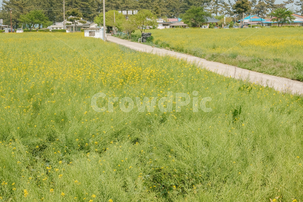 spring,spring flowers,natural scenery,plant,rape flower,season,Emotional photo