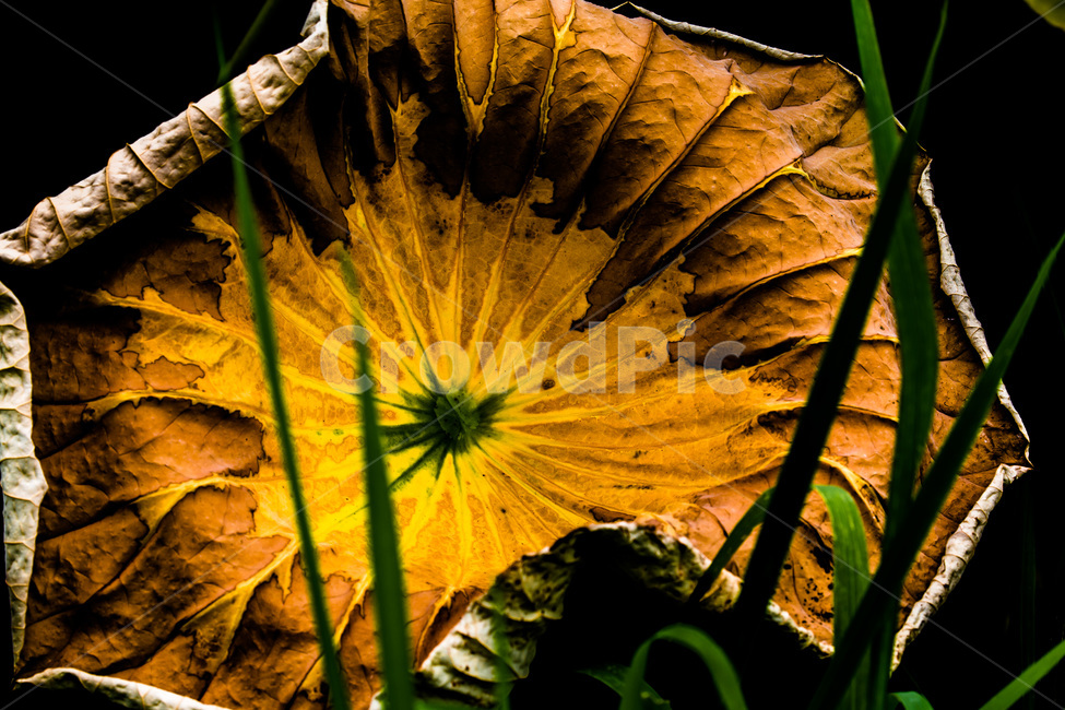 연잎,문양,가을,무늬,습지,식물,자연,plants,nature