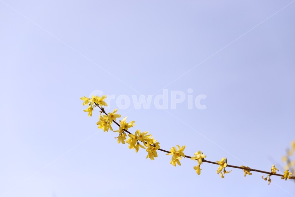 꽃,봄,개나리,노랑색,노랑,봄,계절,spring,season,plant,식물,blossom,flower