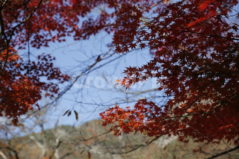 가을,낙엽,가을사진,단풍,은행,하늘,풍경,풍경사진,감성사진,감성,landscape,단풍놀이,출사,가을,계절,fall,autumn,season,식물,자연,plants,nature,leaf,잎,plant,tree,나무