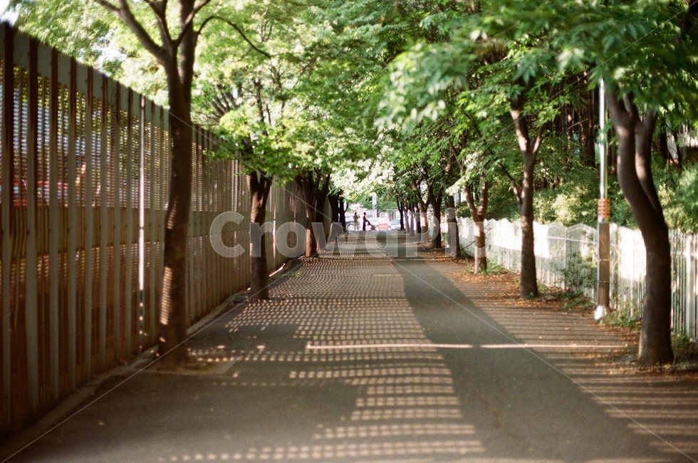 산책로,가로수,오후,옥외,outdoors,빛,그림자