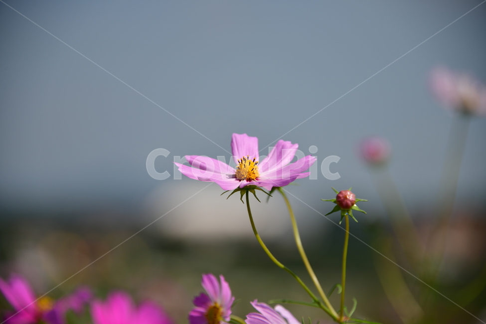 코스모스,꽃,가을,식물,자연,plant,flower,식물,자연,plants,nature,꽃,flower