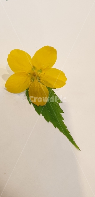 식물,꽃,leaf,flower,잎,식물,자연,plants,nature,꽃,flower