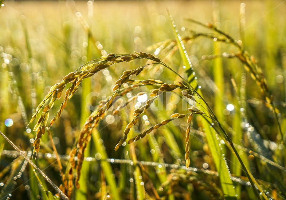 벼,논,이슬,아침,농사,농업,산업,industry,industrial,농업,농사,agriculture,farming,farming industry
