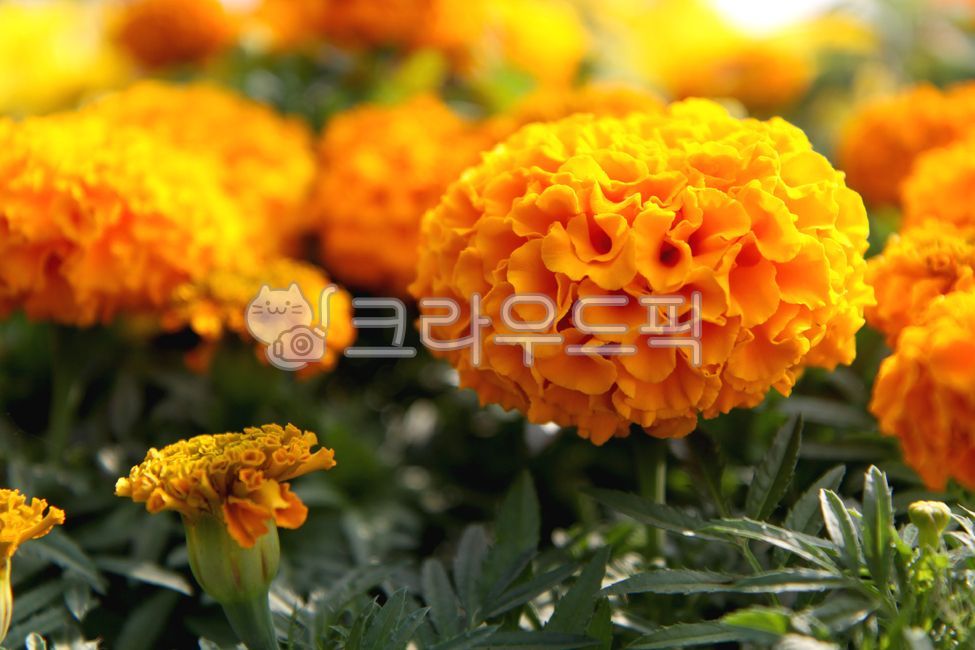 Cheonsu Guk,blossom,marigold,hydrangea,flower