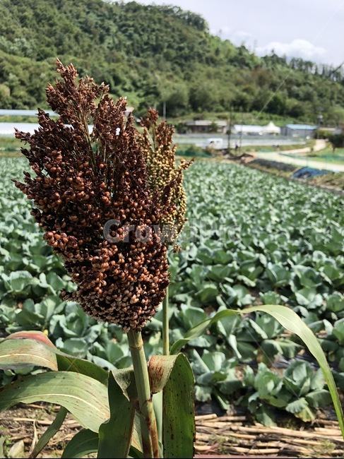 수수,식물,농가,자연,풍경,가을,자연,풍경,nature,landscape,plant