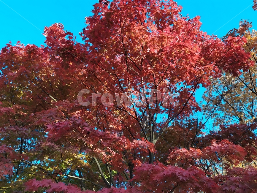 나무,tree,가을,fall,단풍,빨간잎,plant,식물,leaf,잎,maple,단풍,가을,계절,fall,autumn,season,자연,plants,nature,나무,trees,wood