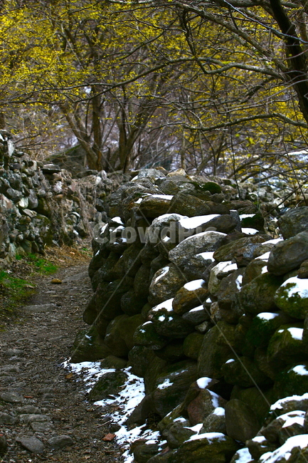 돌담,돌담길,산수유돌담길,산수유,꽃길,석담,돌,시골,시골길,시골마을,풍경,nature,landscape,road,stone