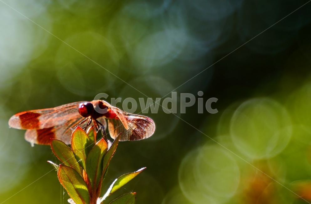 잠자리,곤충,식물,자연,가을,dragonfly,보케,동물,animal,곤충,벌레,insect,bug