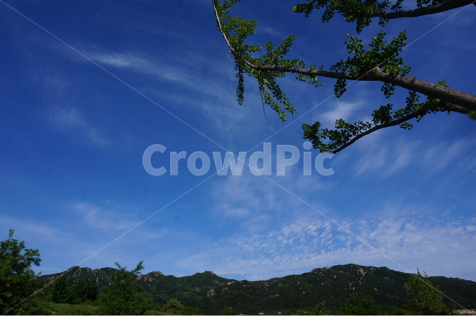 나무,파랑하늘,봄,맑음,풍경,자연,자연,풍경,nature,landscape,한국자연풍경,한국자연경관,korea nature landscape,tree,plant,식물,outdoors,옥외