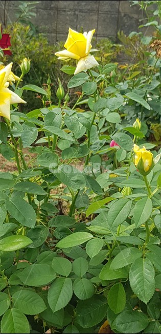 장미꽃,노란장미,로즈,자연,식물,rose,flower
