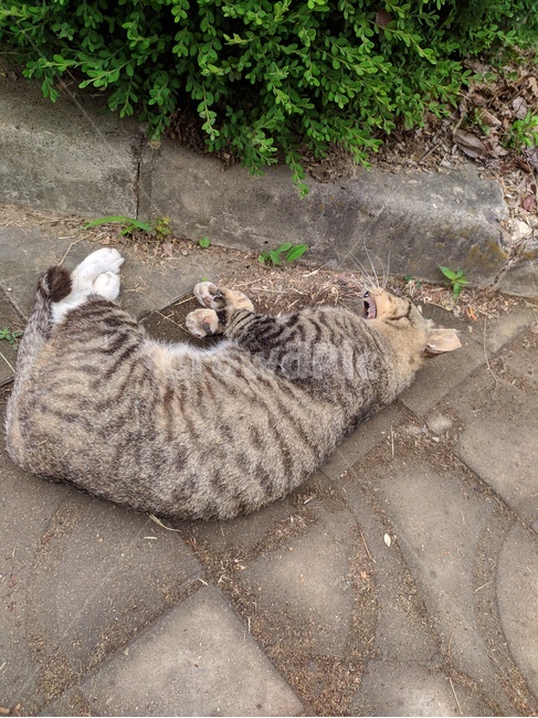 고양이,길고양이,대학교,cat,ねこ,동물,animal,포유류,mammal,고양이,cat,kitten,kitty