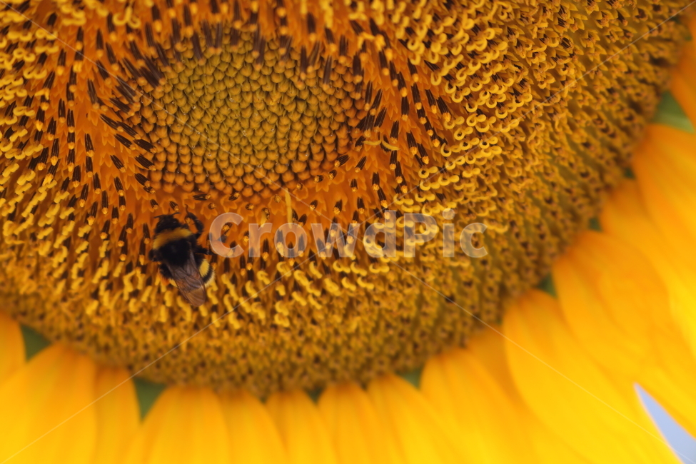 해바라기,여름,행운,정열,태양,식물,자연,plants,nature,꽃,flower,동물,animal,곤충,벌레,insect,bug