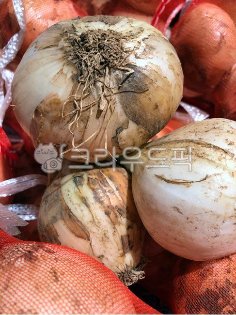 야채, 음식, vegetable, 양파, 햇양파, 사진,이미지,일러스트,캘리그라피 - Koopa작가