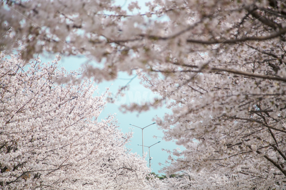 벚꽃,봄,서울숲,핑크,하늘,풍경,꽃,식물,자연,꽃놀이,계절,blossom,flower,cherryblossom,plant,nature,wood,season,봄,계절,spring,season,자연,풍경,nature,landscape,cherry blossom