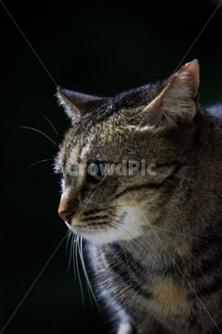 mammal,포유류,cat,고양이,pet,animal,동물,동물,animal,포유류,mammal,고양이,cat,kitten,kitty